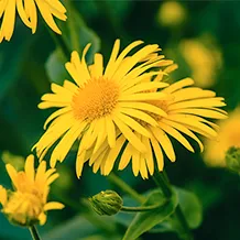 Arnica Montana - Hondro Sol recensioni