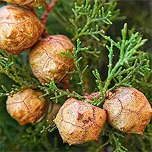 Cupressus Sempervirens - Hondro Sol recensioni